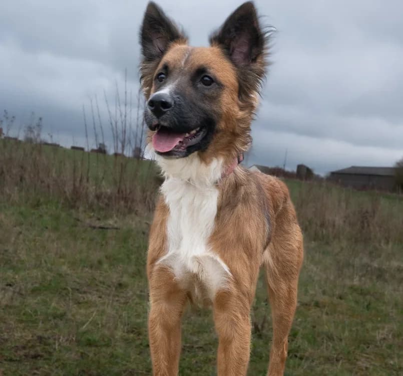 Isaak, male young Mixed Breed for adoption at Amiens), Poulainville