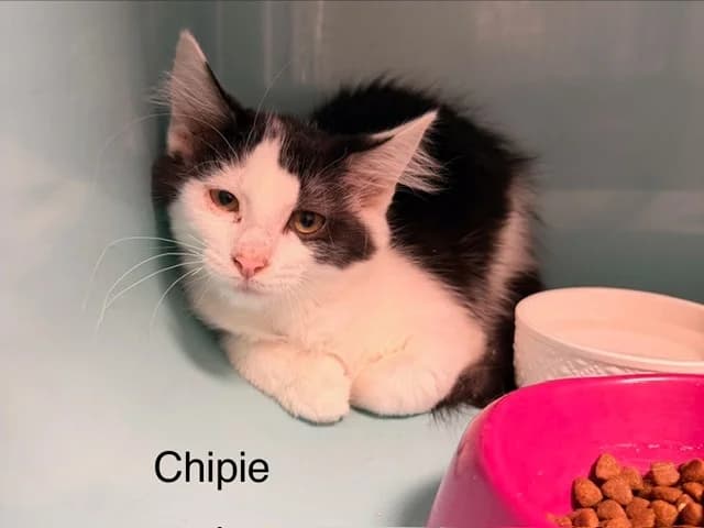 Chipie, female Mixed Breed for adoption at Amiens), Poulainville