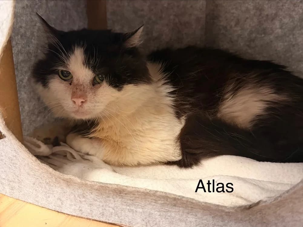 Atlas, male 6yo Mixed Breed for adoption at Amiens), Poulainville