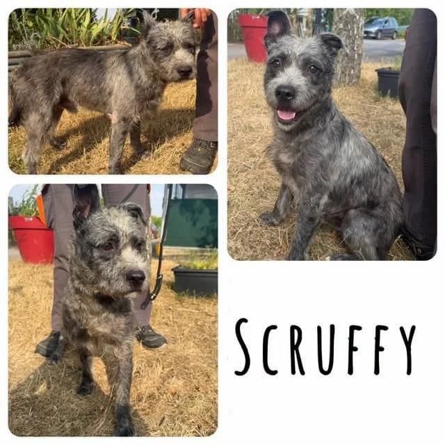 SCRUFFY, male young mixed breed for adoption at Amiens), Poulainville