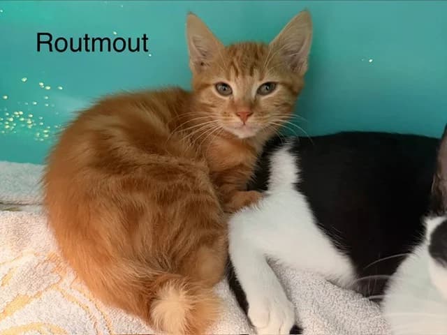 Routmout, male Mixed Breed for adoption at Amiens), Poulainville