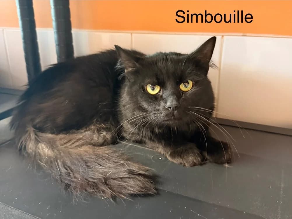 Simbouille, male young Mixed Breed for adoption at Amiens), Poulainville