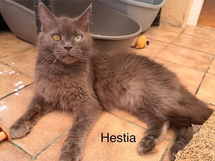 Hestia, female senior mixed breed for adoption at Amiens), Poulainville