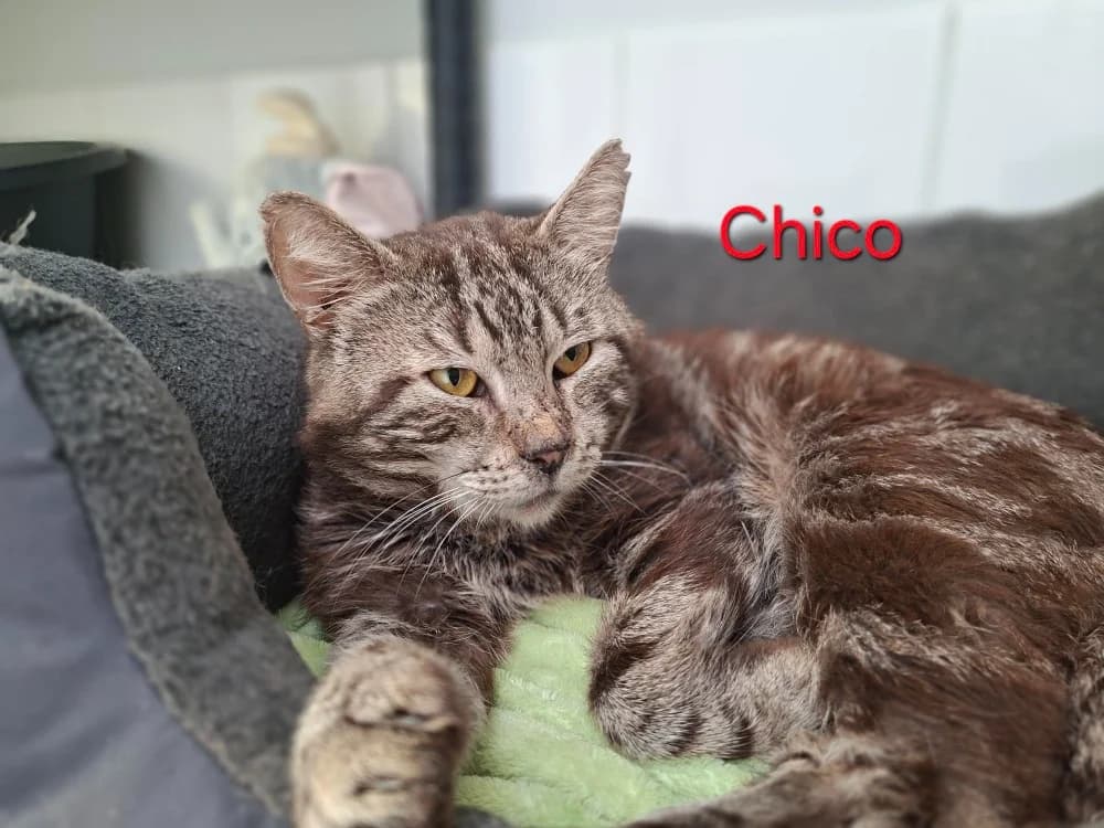 Chico, male 5yo mixed breed for adoption at Amiens), Poulainville