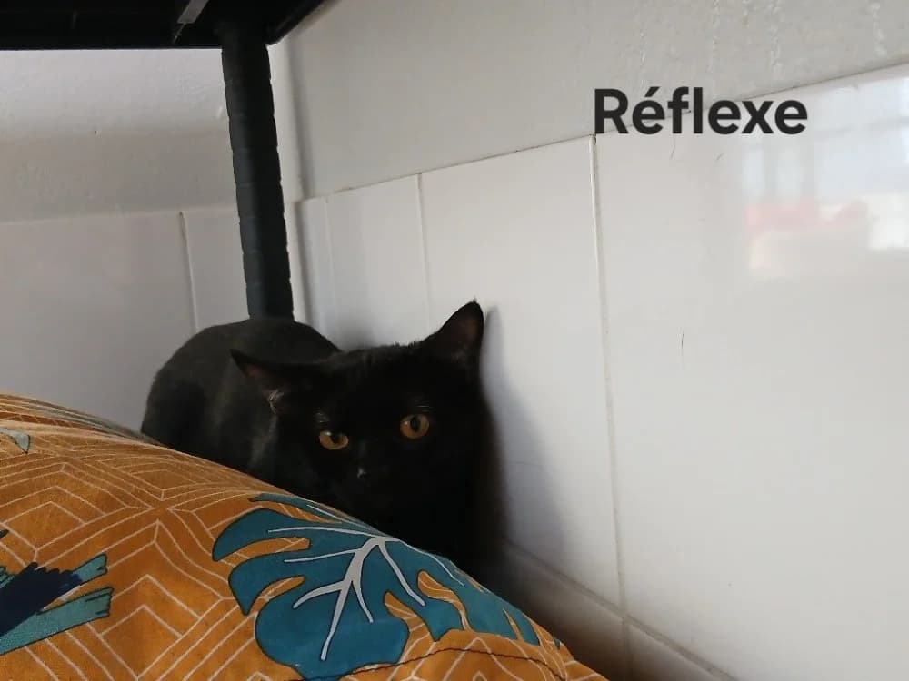 Réflexe, male young Mixed Breed for adoption at Amiens), Poulainville