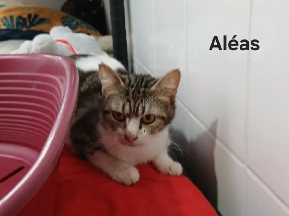 Aléas, female young Mixed Breed for adoption at Amiens), Poulainville