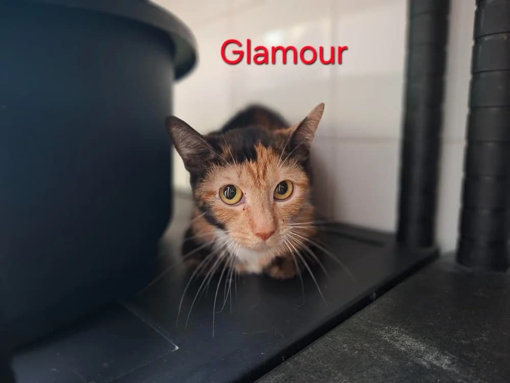 Glamour, female young Mixed Breed for adoption at Amiens), Poulainville