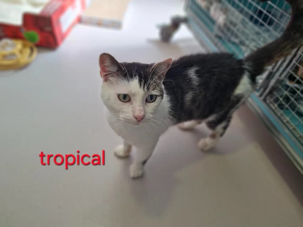Tropical, male senior Mixed Breed for adoption at Amiens), Poulainville