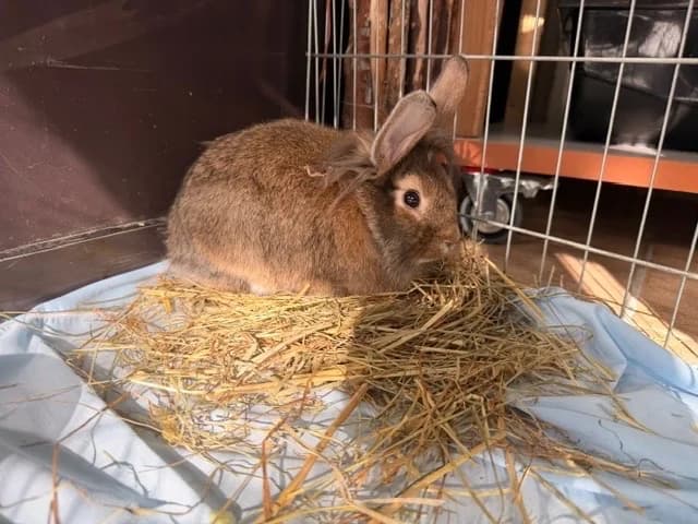 Fluffy, male Mixed Breed for adoption at Amiens), Poulainville