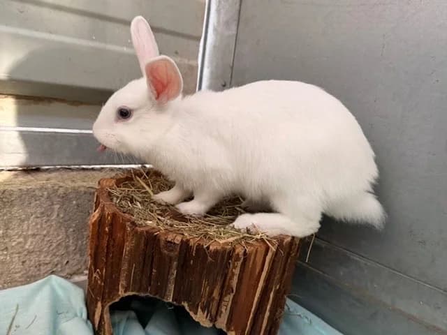 Bounty, female Mixed Breed for adoption at Amiens), Poulainville