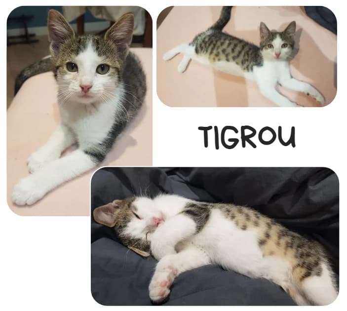 Tygrou, male puppy Mixed Breed for adoption at Amiens), Poulainville