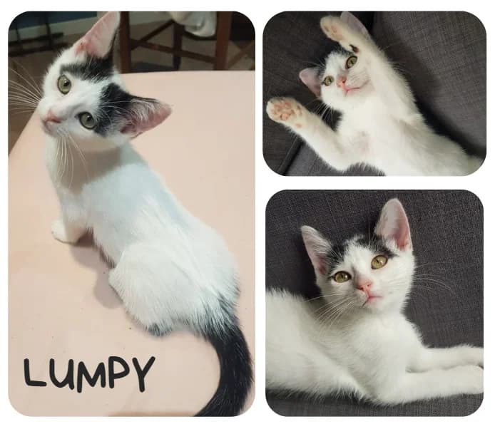 Lumpy, female Mixed Breed for adoption at Amiens), Poulainville