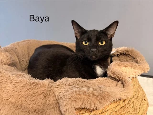 Baya, female young Mixed Breed for adoption at Amiens), Poulainville