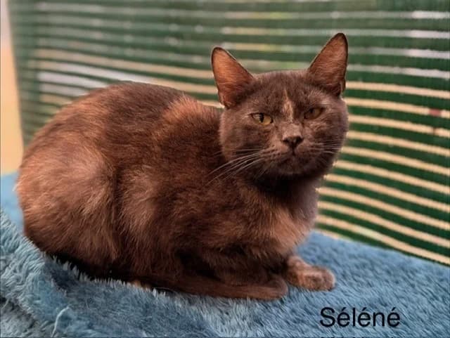 Séléné, female 4yo Mixed Breed for adoption at Amiens), Poulainville