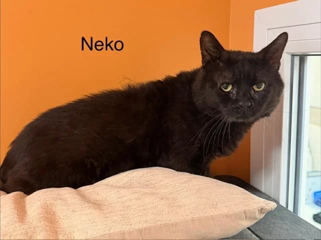 Neko, male 5yo Mixed Breed for adoption at Amiens), Poulainville