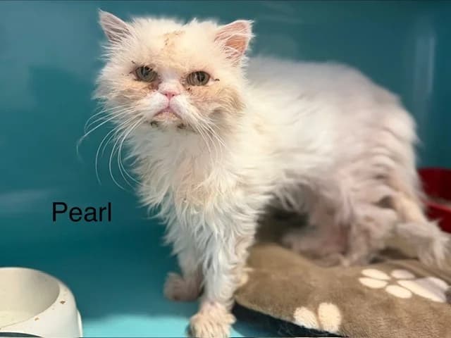 Pearl, female 7yo Mixed Breed for adoption at Amiens), Poulainville