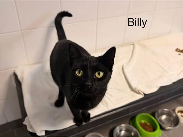 Billy, male young Mixed Breed for adoption at Amiens), Poulainville