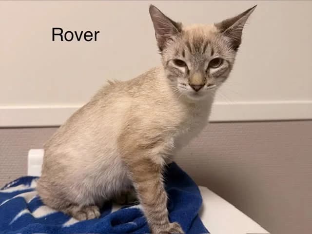 Rover, male puppy Mixed Breed for adoption at Amiens), Poulainville