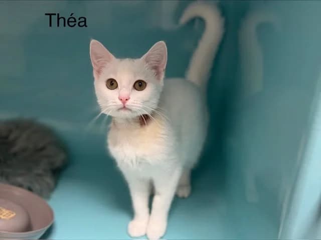 Théa, female Mixed Breed for adoption at Amiens), Poulainville