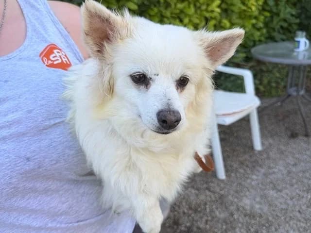 LUCY, female senior mixed breed for adoption at Amiens), Poulainville
