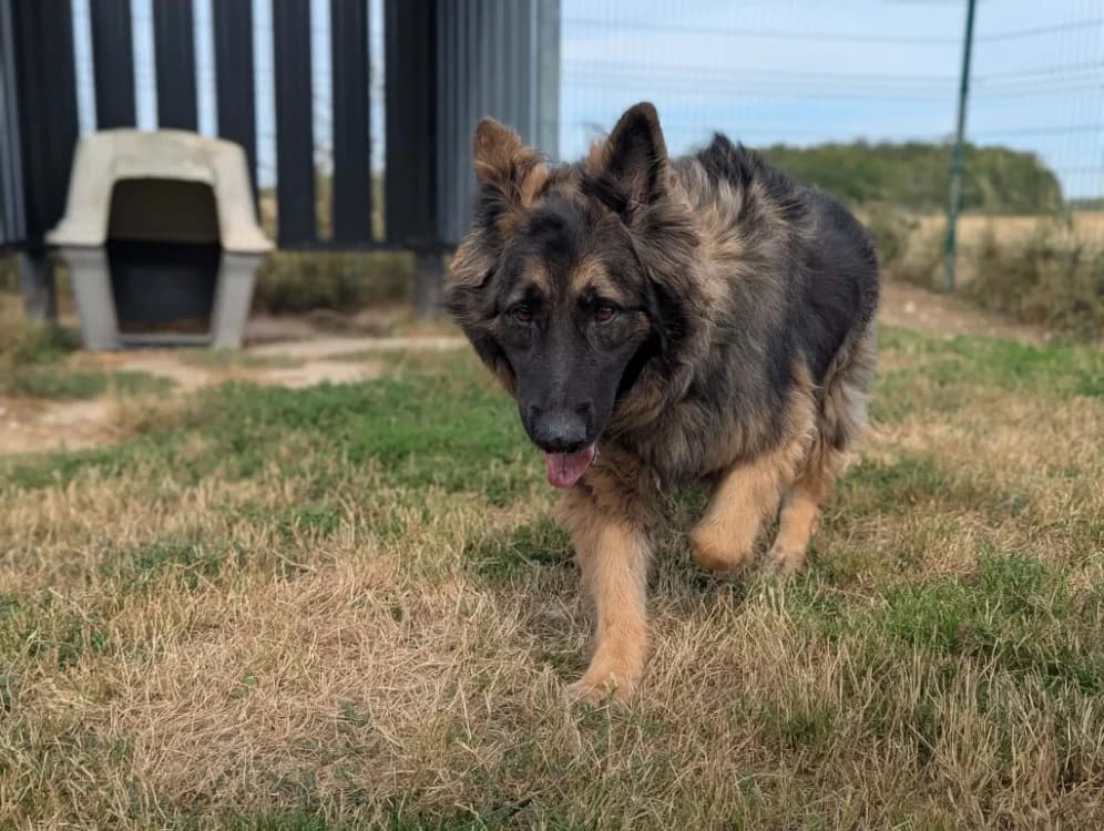 SCOTT, male 4yo Mixed Breed for adoption at Amiens), Poulainville