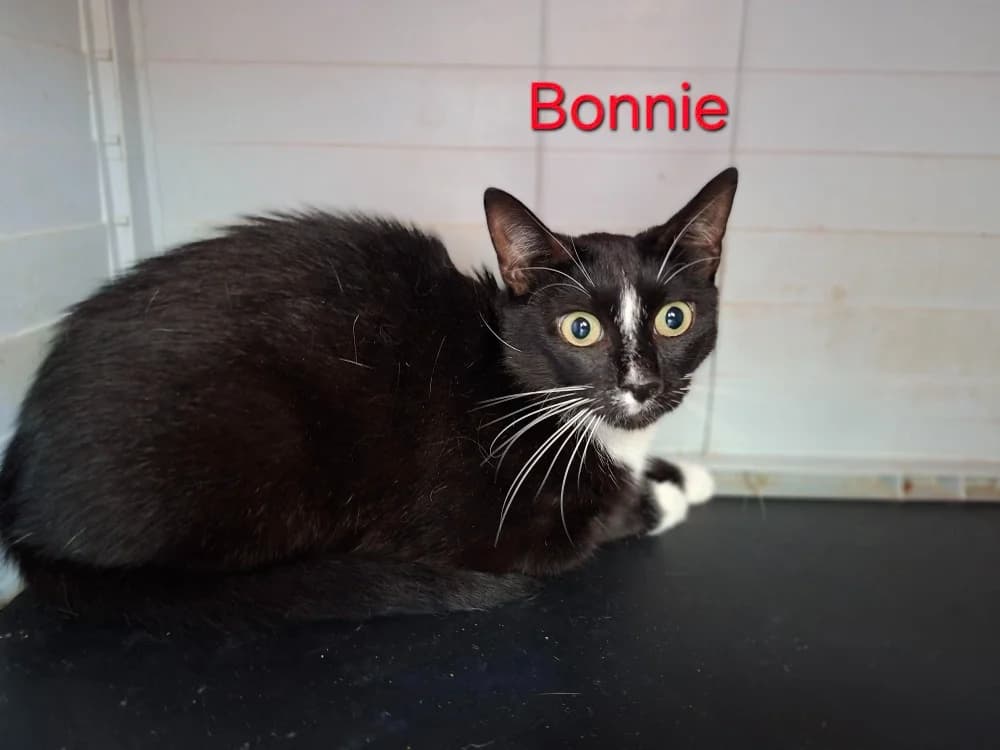 BONNIE, female 5yo mixed breed for adoption at Amiens), Poulainville