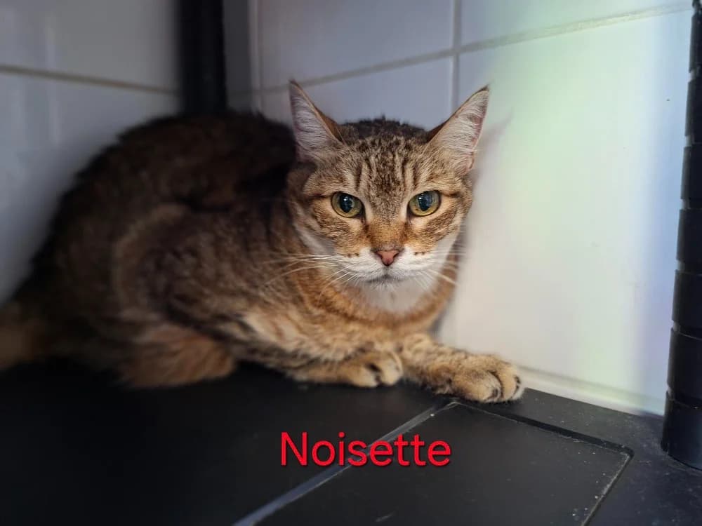 Noisette, female senior mixed breed for adoption at Amiens), Poulainville