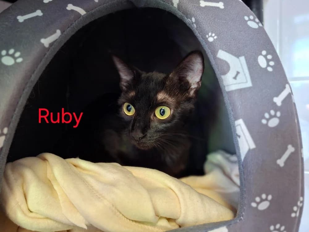 RUBY, female young mixed breed for adoption at Amiens), Poulainville