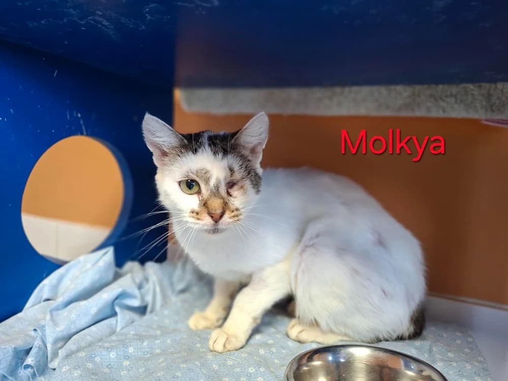 Molkya, female senior Mixed Breed for adoption at Amiens), Poulainville