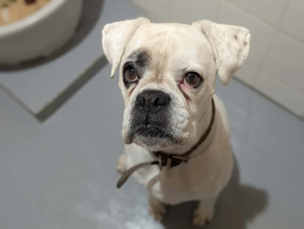 ORFAY, female senior mixed breed for adoption at Amiens), Poulainville