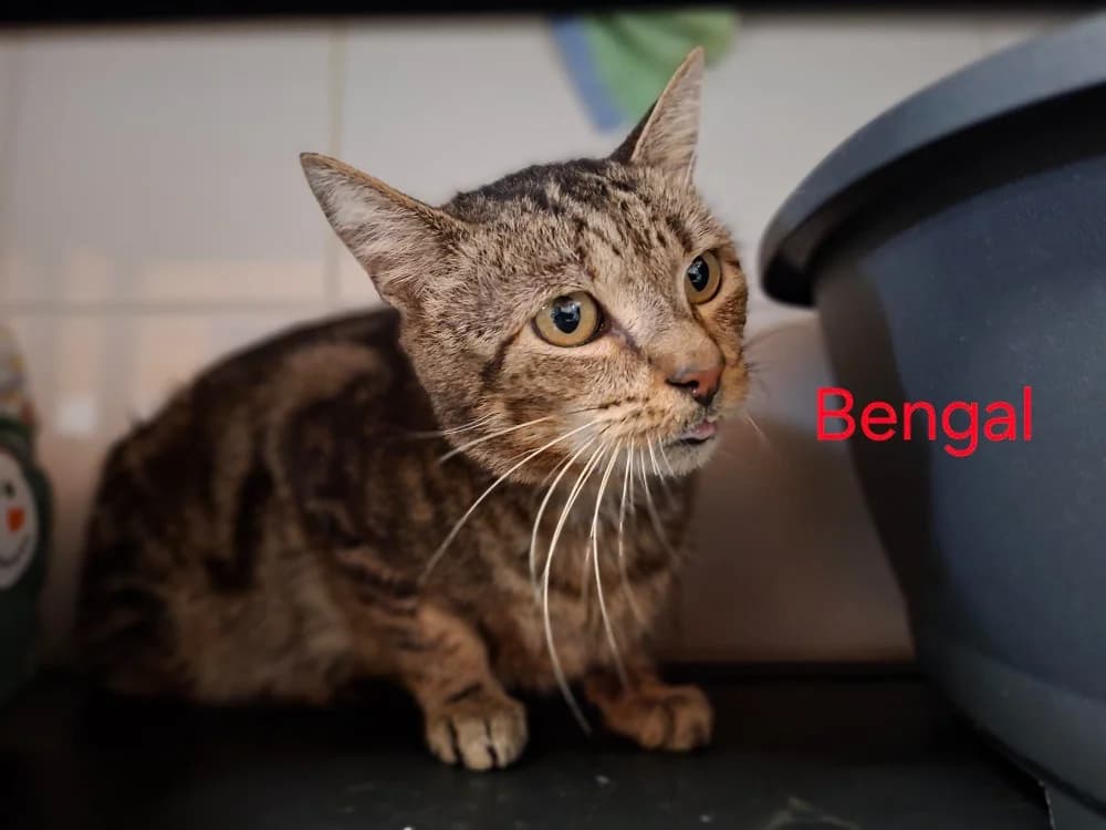 Bengal, male senior mixed breed for adoption at Amiens), Poulainville