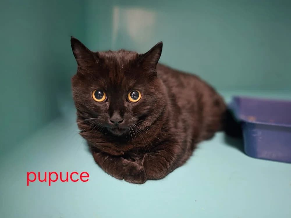 PUPUCE, female 6yo mixed breed for adoption at Amiens), Poulainville