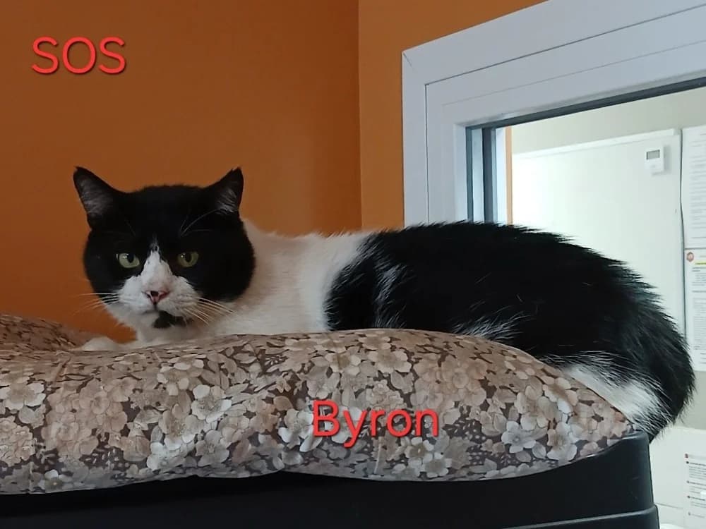 BYRON, male 6yo Mixed Breed for adoption at Amiens), Poulainville
