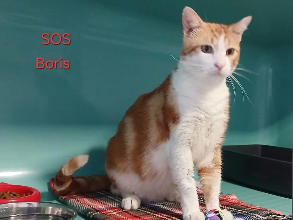 BORIS, male 4yo mixed breed for adoption at Amiens), Poulainville