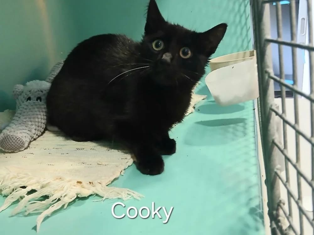 Cooky, male puppy Chihuahua for adoption at Amiens), Poulainville
