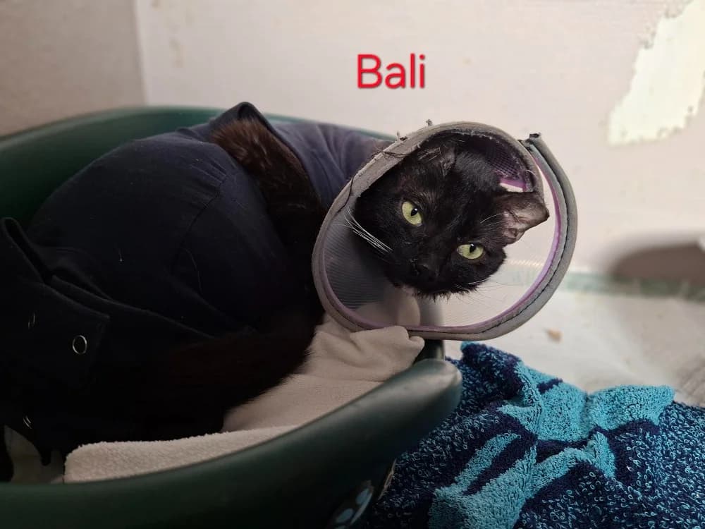 Bali, male 3yo Mixed Breed for adoption at Amiens), Poulainville