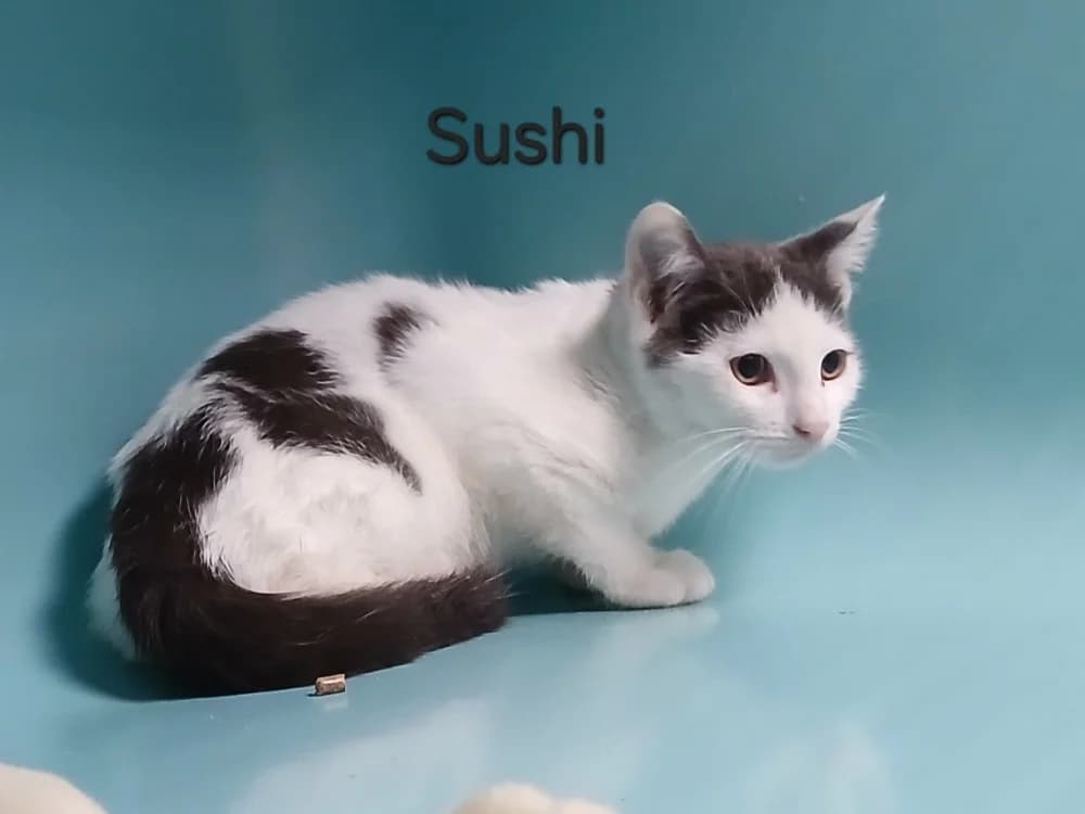 Sushi, male mixed breed for adoption at Amiens), Poulainville