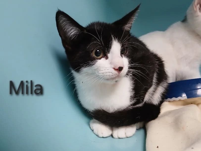 Mila, female Mixed Breed for adoption at Amiens), Poulainville