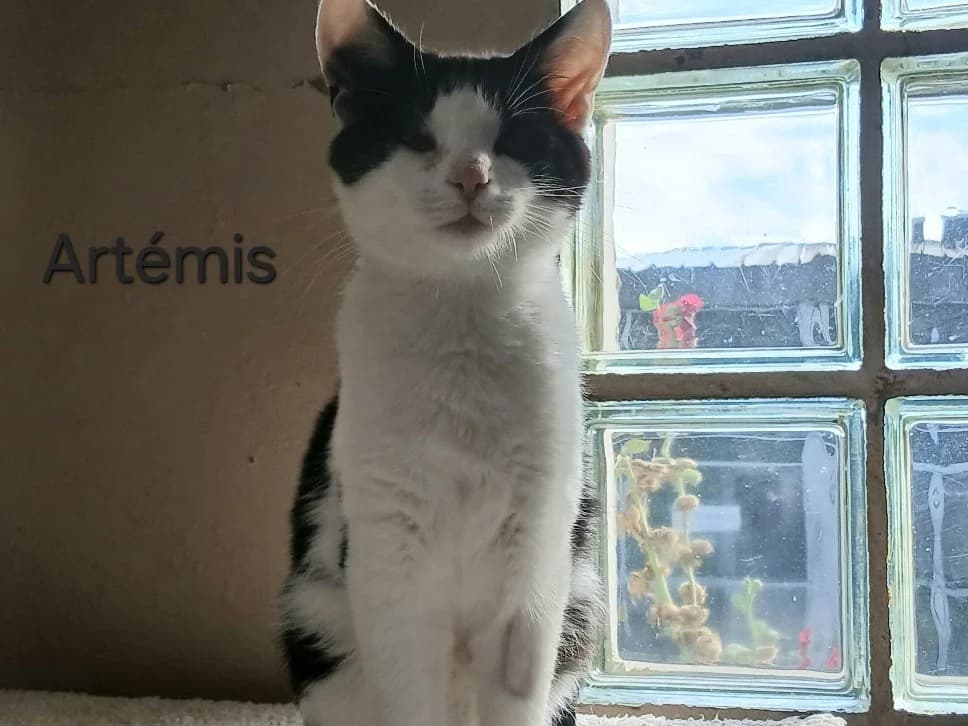 Artémis, male Mixed Breed for adoption at Amiens), Poulainville