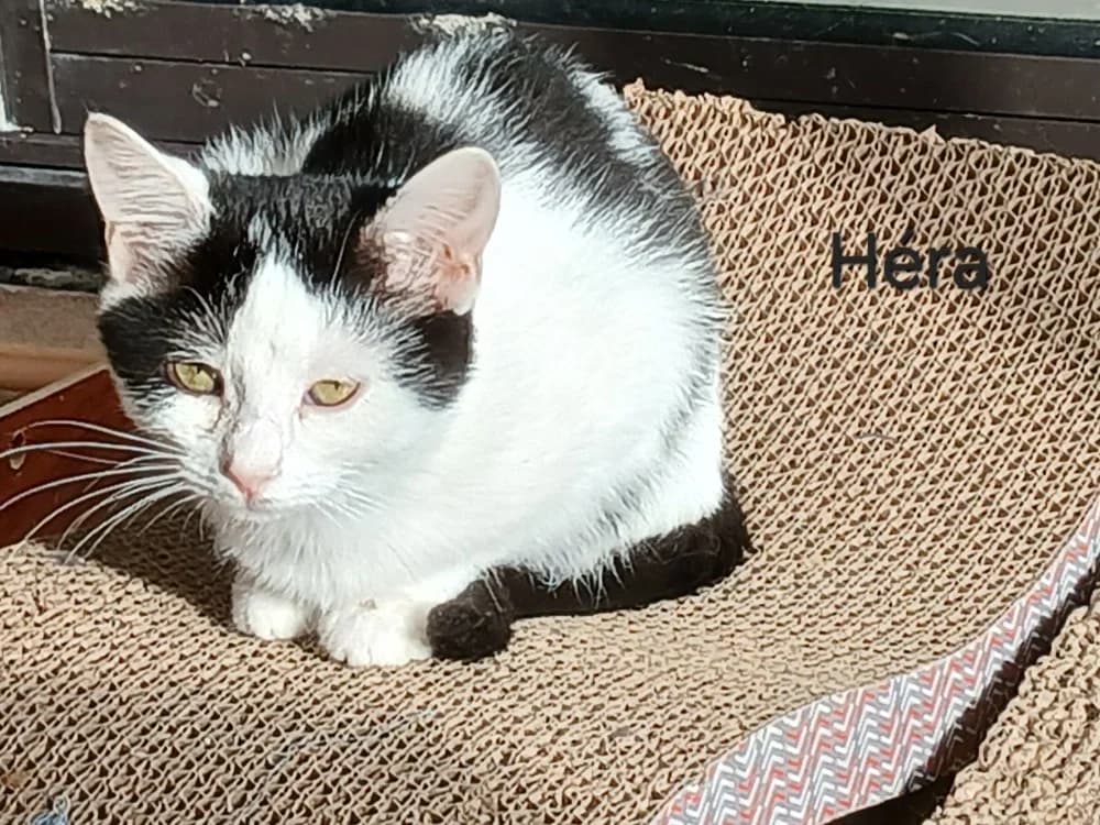Héra, female Mixed Breed for adoption at Amiens), Poulainville