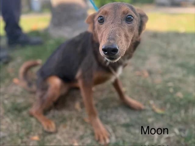 MOON, female 5yo mixed breed for adoption at Amiens), Poulainville