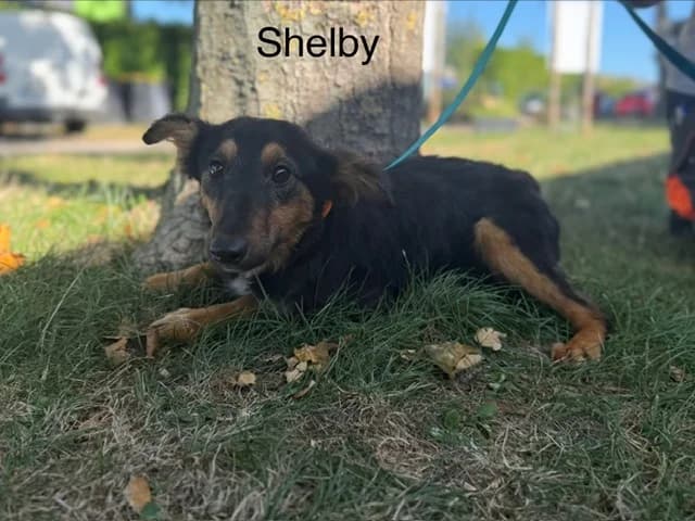 Shelby, female 3yo mixed breed for adoption at Amiens), Poulainville