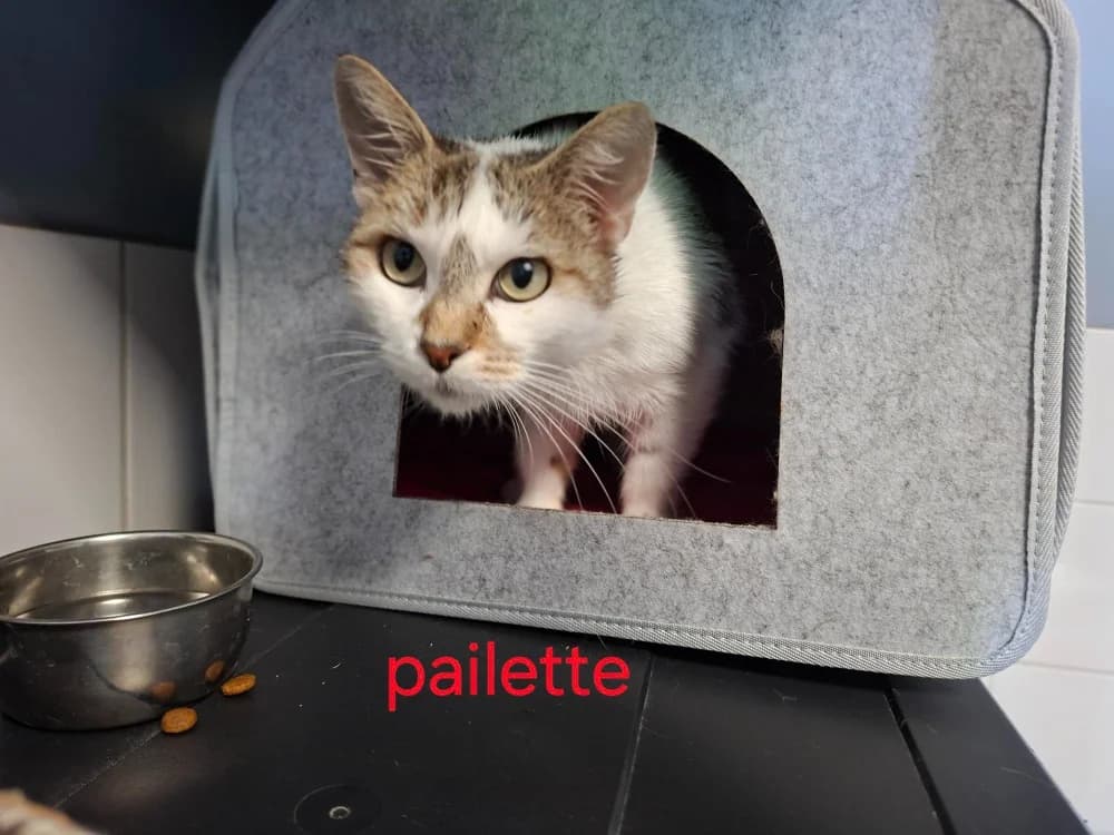 Paillette, female 3yo mixed breed for adoption at Amiens), Poulainville