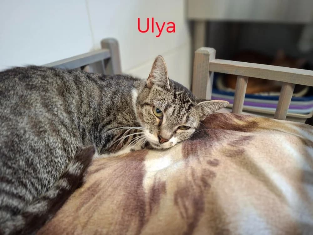 ULYA, female 5yo Mixed Breed for adoption at Amiens), Poulainville