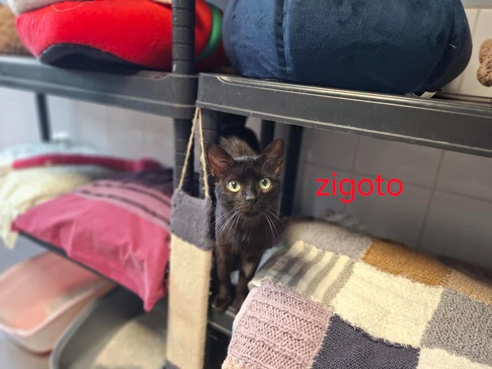 Zigoto, male 3yo Mixed Breed for adoption at Amiens), Poulainville