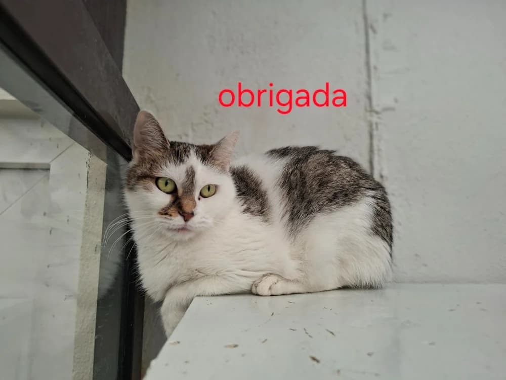 OBRIGADA, female Mixed Breed for adoption at Amiens), Poulainville