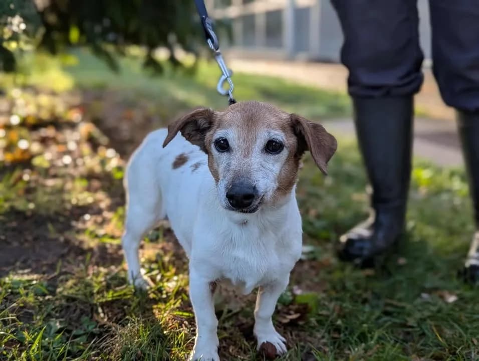 Tchika, female senior Jack Russell Terrier for adoption at Amiens), Poulainville