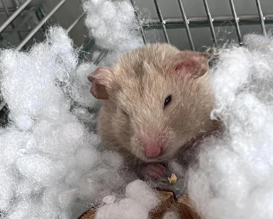 Brioche, female Mixed Breed for adoption at Amiens), Poulainville