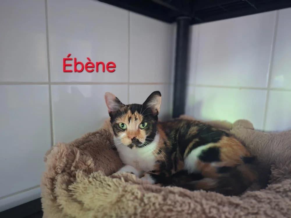 EBENE, female 4yo mixed breed for adoption at Amiens), Poulainville