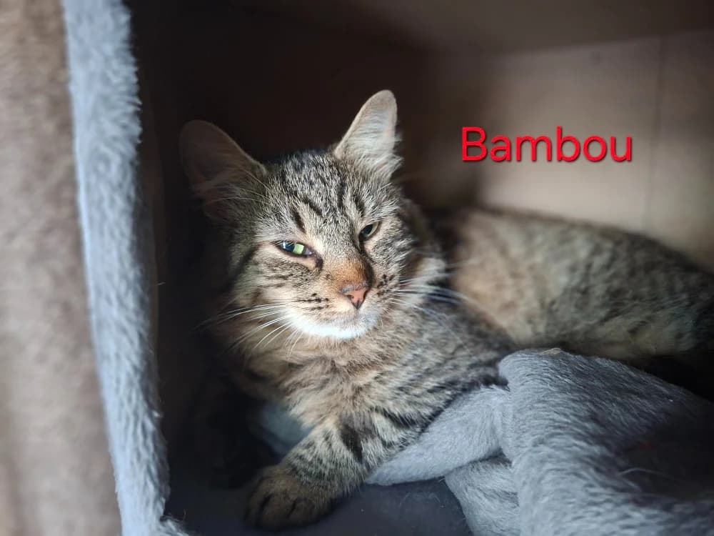 BAMBOU, male young mixed breed for adoption at Amiens), Poulainville